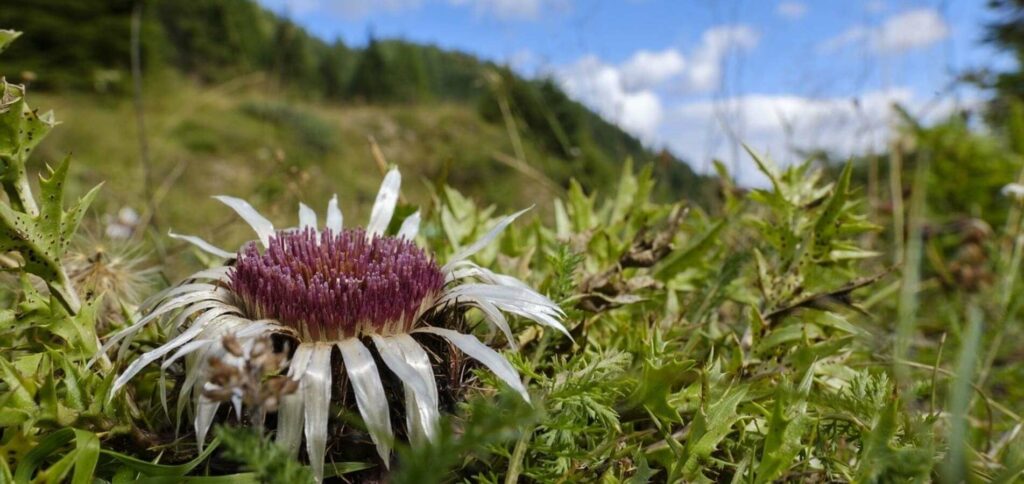 Eguzkilore, flor protectrora