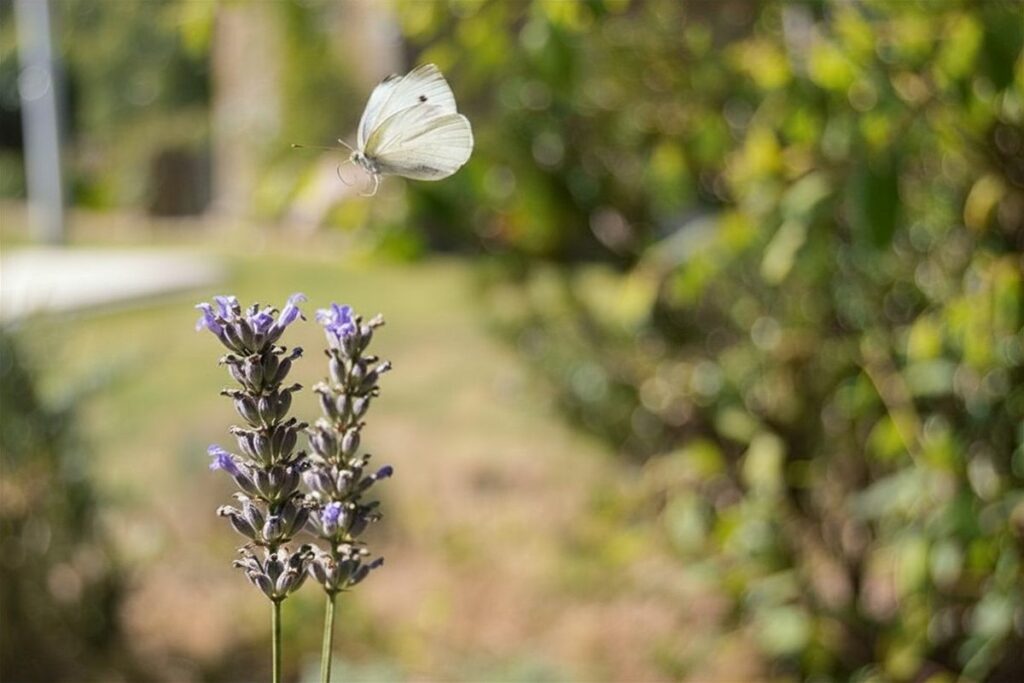 Detalle jardin gailurretan — Gailurretan, Valle de Karrantza